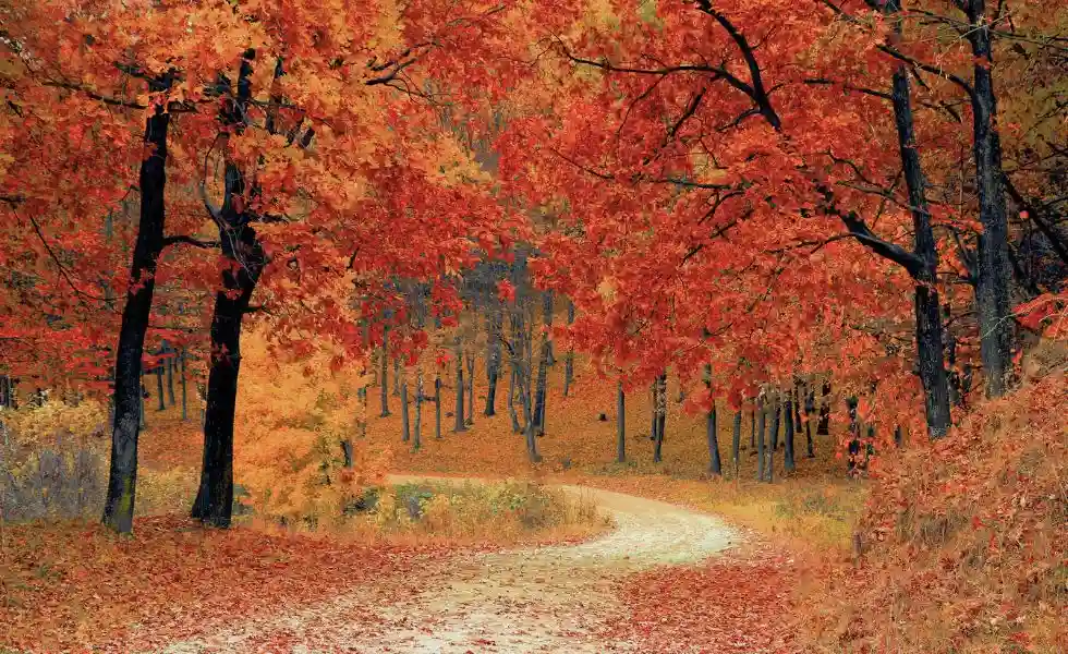 Leśna droga jesienią