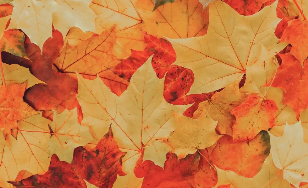 Liście klonu jesienną porą